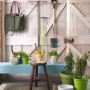 rustic, shed, blue paint, outdoor, gardening shed, green paint 