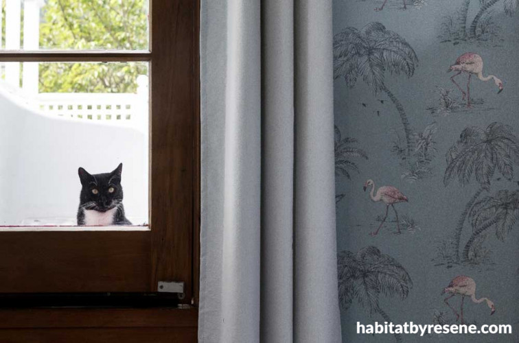 cat, vintage home, decking