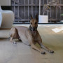 lounge, dog