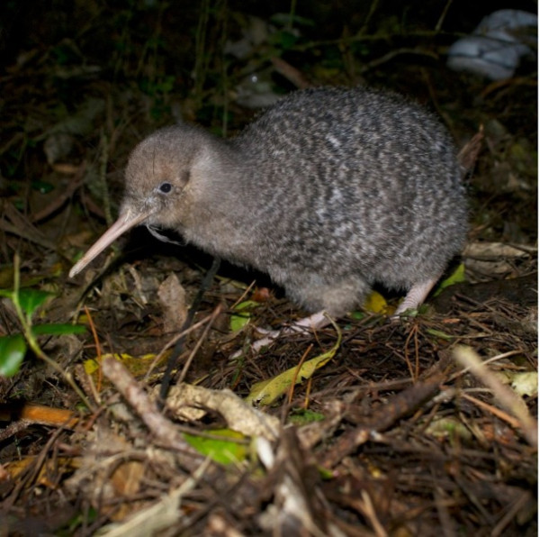 Kiwi