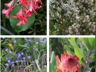 A landscape designer has found her peace in the gentle green space between bush and sea