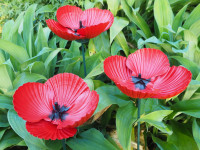 DIY seashell poppies for ANZAC Day DIY seashell poppies for ANZAC Day