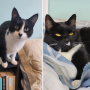 Black and white cats posing in soft blue bedrooms