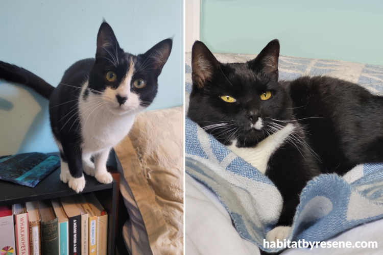 Black and white cats posing in soft blue bedrooms