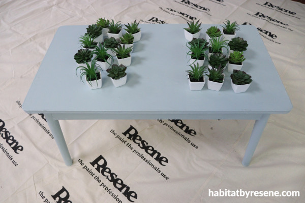 pot plants on a table