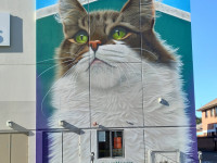 Street artists transform Whanganui into a work of art with local festival