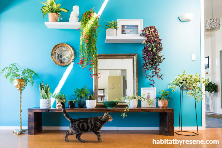 Dining room, blue dining room, blue feature wall, bright interior, plant wall, resene seeker