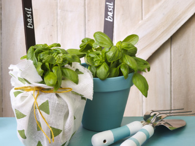 Create this rustic potting shed Create this rustic potting shed