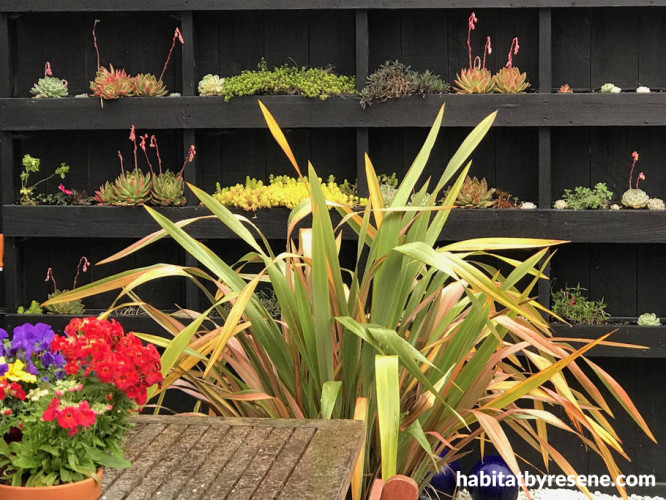 succulent garden, succulent wall, resene nero, painted fence, black fence