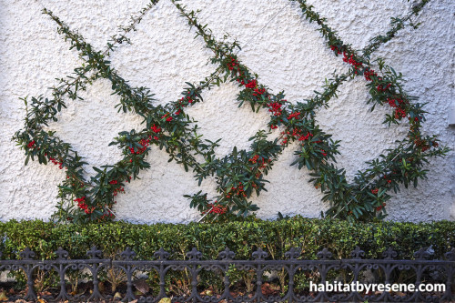 espalier, vine, red berry, garden