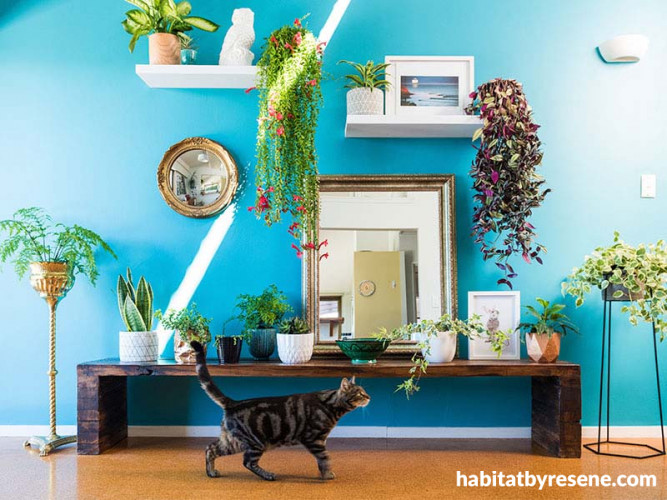 Dining room, blue dining room, blue feature wall, bright interior, plant wall, bright blue paint 