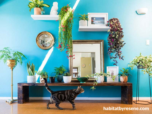 Dining room, blue dining room, blue feature wall, bright interior, plant wall, bright blue paint