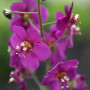 garden, verbascum pheoniceum violetta, purple flower, violet flower