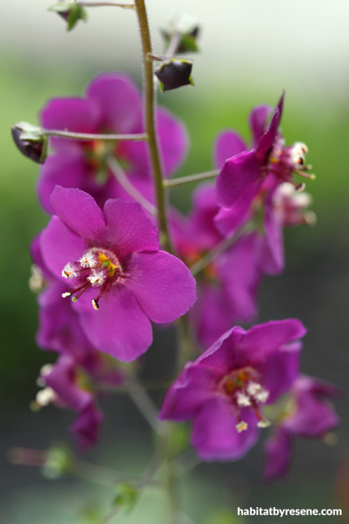 garden, verbascum pheoniceum violetta, purple flower, violet flower 