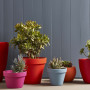 potplants, pots, colourful pots, bright pots, painted pots, plants, succulents