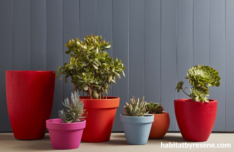 potplants, pots, colourful pots, bright pots, painted pots, plants, succulents