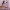 dining room, citta design, study, pink dining room, picasso inspired 