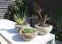 Gardening in small spaces photo