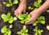 Reduce your footprint – plant your backyard photo
