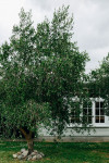 Off the wall: This 111-year-old villa gets a modern update with hand-painted wallpaper and zesty lime green
